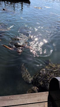 串本海中公園水族館に投稿された画像（2025/11/3）