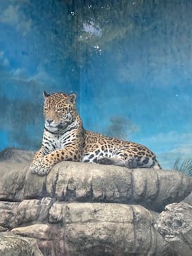 天王寺動物園に投稿された画像（2025/11/3）