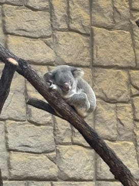 名古屋市東山動植物園に投稿された画像（2025/11/3）