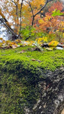 昇仙峡ロープウェイに投稿された画像（2025/11/3）