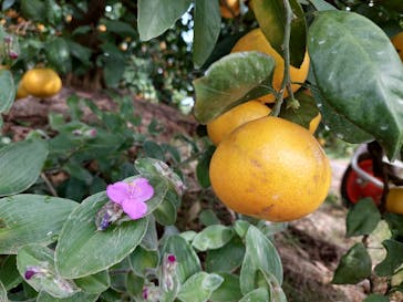 あかざと園に投稿された画像（2025/11/3）