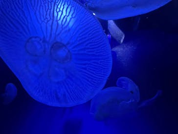 サンシャイン水族館に投稿された画像（2025/11/3）
