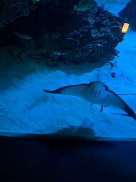 サンシャイン水族館に投稿された画像（2025/11/3）