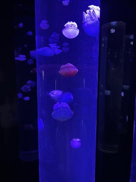 サンシャイン水族館に投稿された画像（2025/11/3）