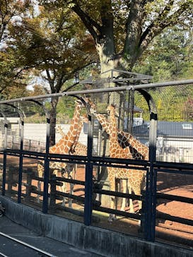多摩動物公園に投稿された画像（2025/11/3）