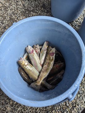 ナラ入沢渓流釣りキャンプ場に投稿された画像（2025/11/3）