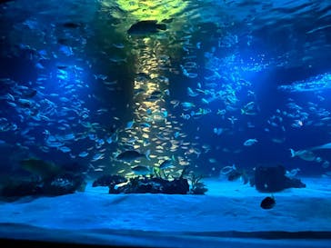 サンシャイン水族館に投稿された画像（2025/11/3）