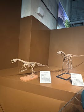 特別展「大絶滅展―生命史のビッグファイブ」に投稿された画像（2025/11/3）