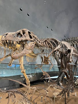 福井県立恐竜博物館に投稿された画像（2025/11/3）