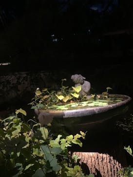 博多ライトアップウォーク実行委員会に投稿された画像（2025/11/3）