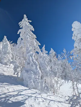 志賀高原マウンテンリゾートに投稿された画像（2025/11/3）