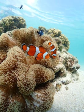 宮古島ダイビングショップ サンアイランドに投稿された画像（2025/11/3）