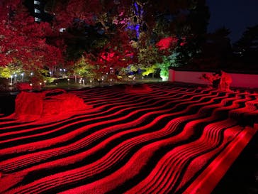 博多ライトアップウォーク実行委員会に投稿された画像（2025/11/3）