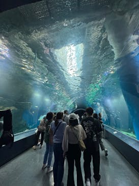 サンシャイン水族館に投稿された画像（2025/11/3）