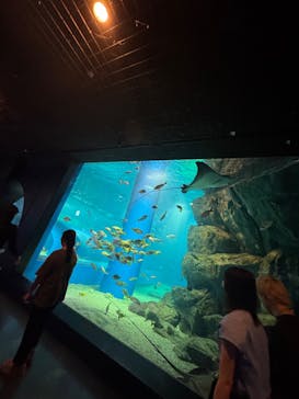 サンシャイン水族館に投稿された画像（2025/11/3）