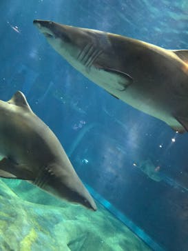 アクアワールド茨城県大洗水族館に投稿された画像（2025/11/3）