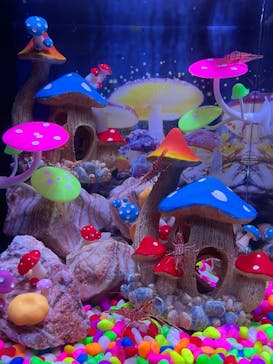 ひらかたパークに投稿された画像（2025/11/3）