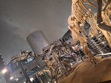 福井県立恐竜博物館に投稿された画像（2025/11/3）