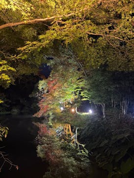 京都府立植物園　LIGHT CYCLES KYOTOに投稿された画像（2025/11/3）