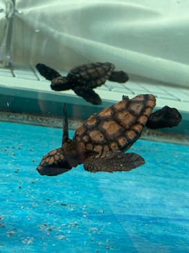 名古屋港水族館に投稿された画像（2025/11/3）