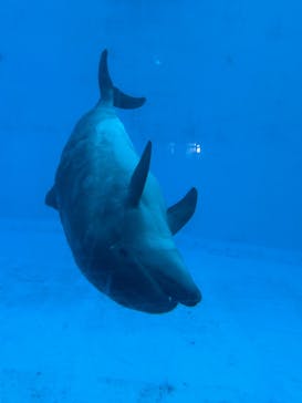 名古屋港水族館に投稿された画像（2025/11/3）