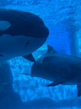 名古屋港水族館に投稿された画像（2025/11/3）