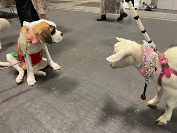 Pet博 大阪会場 Pet Exposition in Osakaに投稿された画像（2025/11/3）