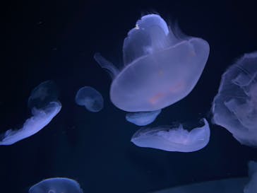 サンシャイン水族館に投稿された画像（2025/11/3）