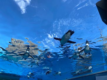 サンシャイン水族館に投稿された画像（2025/11/3）