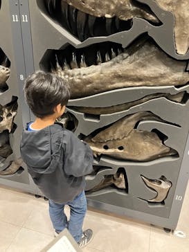 福井県立恐竜博物館に投稿された画像（2025/11/3）