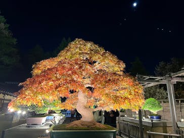 国営昭和記念公園 秋の夜散歩に投稿された画像（2025/11/3）