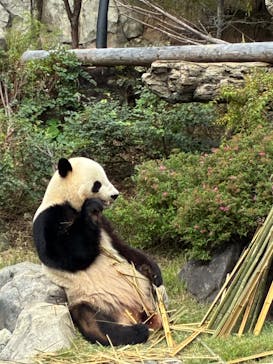 恩賜上野動物園に投稿された画像（2025/11/3）