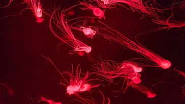 サンシャイン水族館に投稿された画像（2025/11/3）