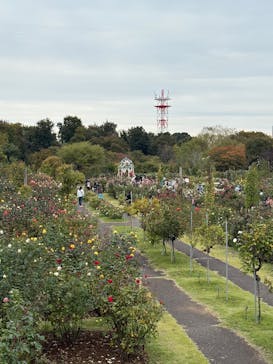 京成バラ園に投稿された画像（2025/11/4）