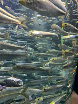サンシャイン水族館に投稿された画像（2025/11/4）