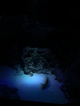 サンシャイン水族館に投稿された画像（2025/11/4）