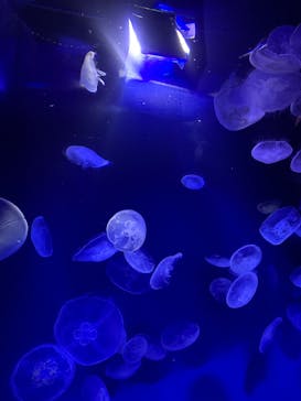 サンシャイン水族館に投稿された画像（2025/11/4）