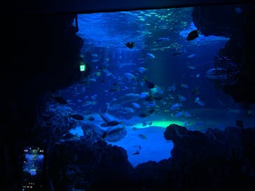 サンシャイン水族館に投稿された画像（2025/11/4）