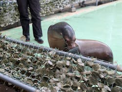 あわしまマリンパークに投稿された画像（2025/11/4）