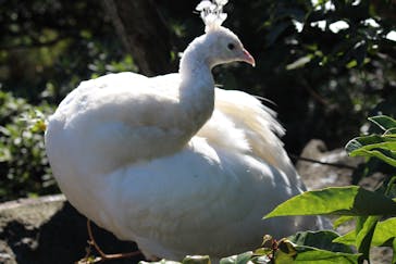 伊豆シャボテン動物公園に投稿された画像（2025/11/4）