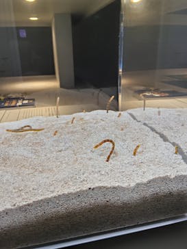 AOAO SAPPOROに投稿された画像（2025/11/4）