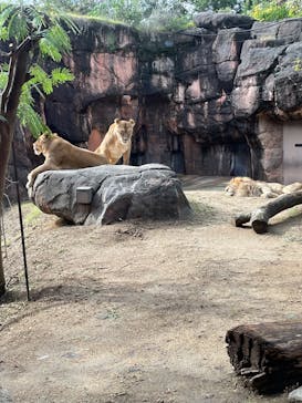 天王寺動物園に投稿された画像（2025/11/4）