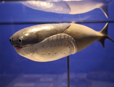 特別展「大絶滅展―生命史のビッグファイブ」に投稿された画像（2025/11/4）