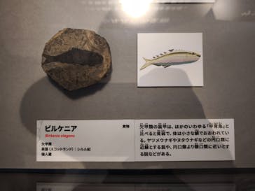 特別展「大絶滅展―生命史のビッグファイブ」に投稿された画像（2025/11/4）