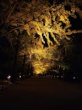 国営昭和記念公園 秋の夜散歩に投稿された画像（2025/11/4）