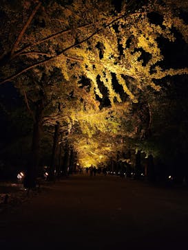 国営昭和記念公園 秋の夜散歩に投稿された画像（2025/11/4）