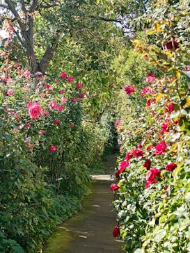横浜イングリッシュガーデンに投稿された画像（2025/11/4）