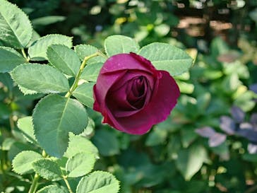 横浜イングリッシュガーデンに投稿された画像（2025/11/4）