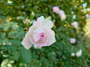 横浜イングリッシュガーデンに投稿された画像（2025/11/4）