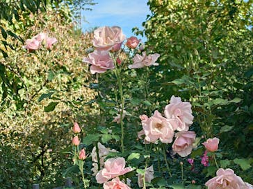 横浜イングリッシュガーデンに投稿された画像（2025/11/4）